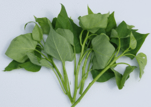 sweet-potato-leaves-low-res